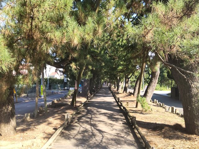 The “Kami no Michi” (path of the gods) leading to Miho Matsubara is a pine-tree-lined path of approximately 500 meters that runs from the “Hagoromo no Matsu” in Miho Matsubara to Miho Shrine. It is said that descending deities pass along this path, and it is still used as an approach to the shrine today. 