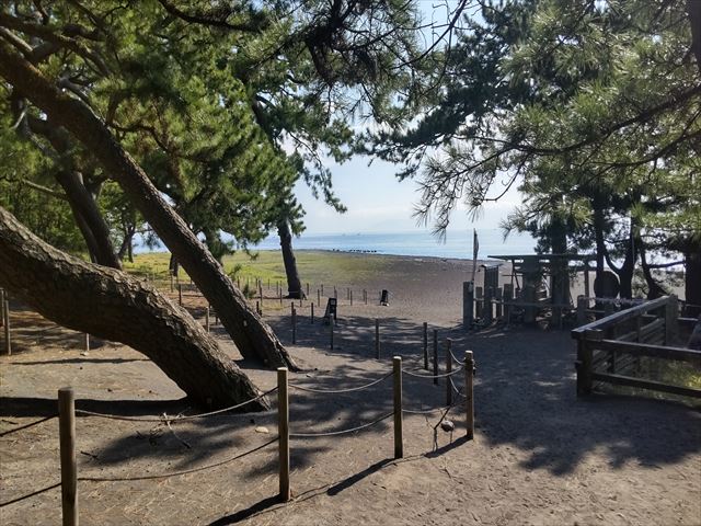 Walking among the old pine trees, framed by the waves and the sky, you get a view of Mt.Fuji.