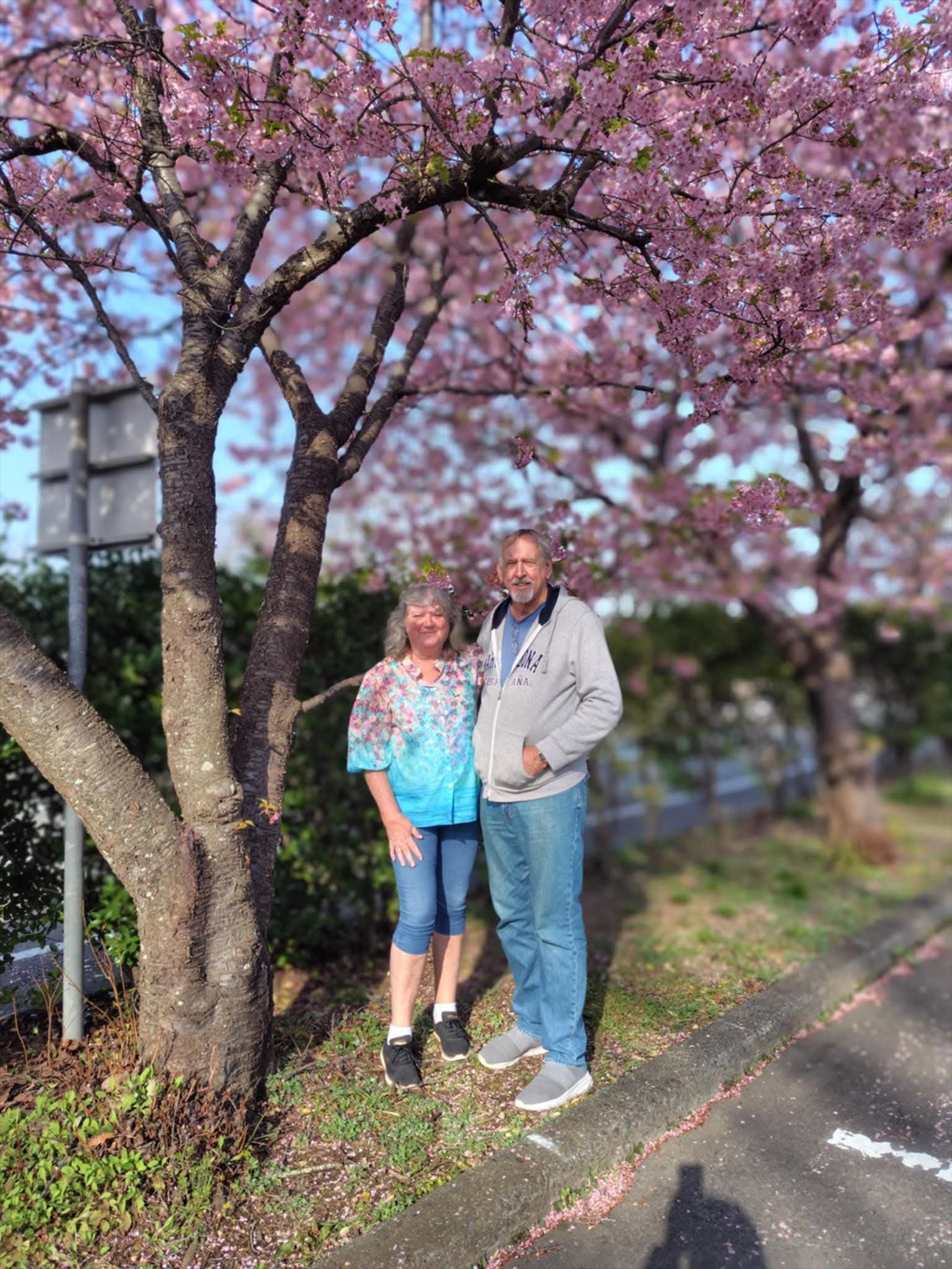 A happy couple standing under cherry blossom trees along a road in Shizuoka, with vibrant pink flowers in full bloom.
