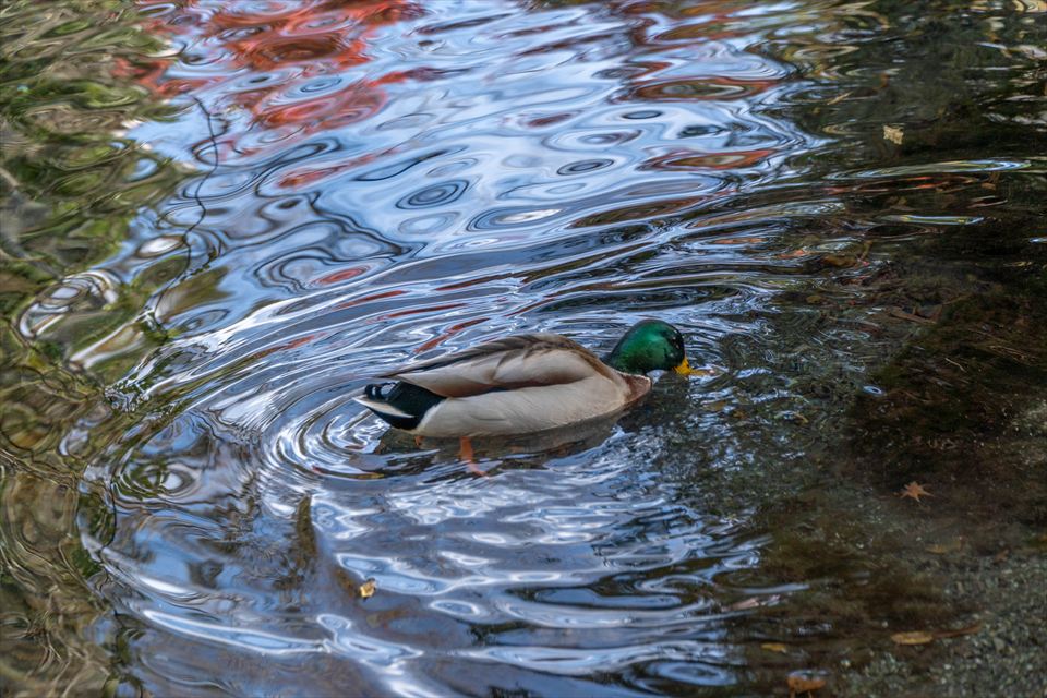 Wakutama Pond